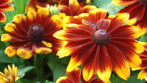 Gloriosa Daisy Flower Plant