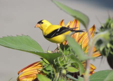Goldfinch Bird diet, identification