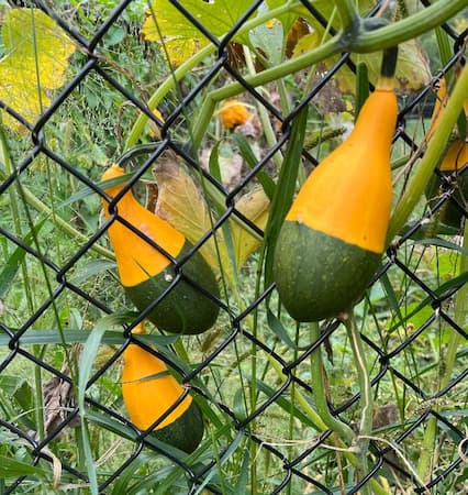 How to Grow gourds. Drying gourds