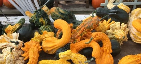 Gourds Varieties