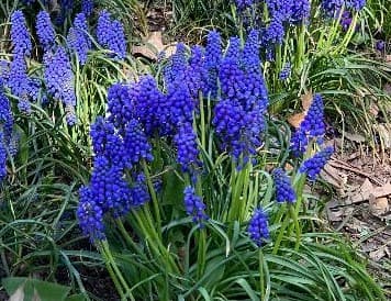 Grape Hyacinth 2022-01