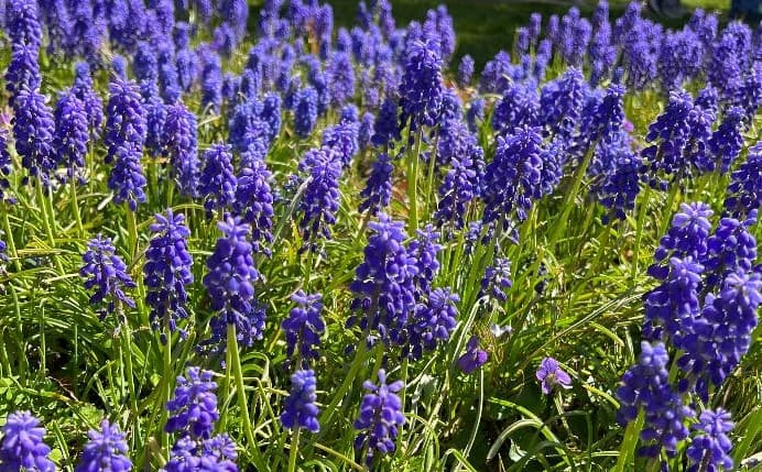 Grape Hyacinth 2022-02