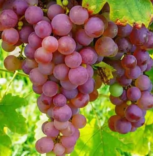 Grape Vine. How to grow grapes. Grape Pie Recipe