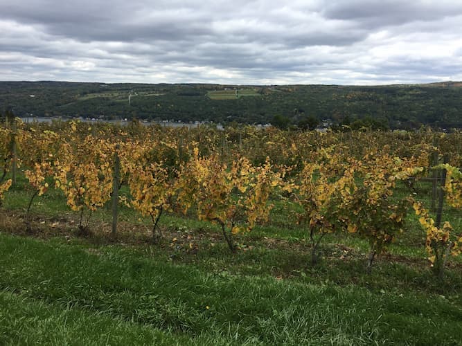Grape Vines 2018