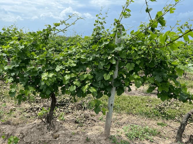 Growing Grape Vines Harvesting grapes, ice wine.