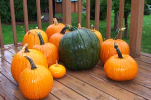 Ripening Green Pumpkins