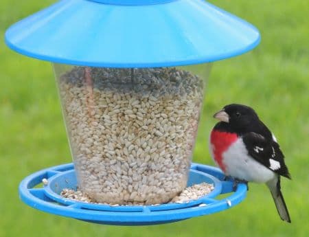 Rose Breasted Grosbeak 02