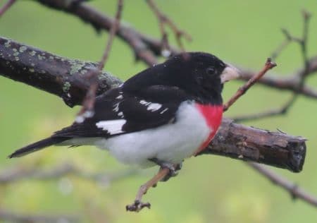 Rose Breasted Grosbeak