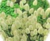 Haretail Ornamental Grass