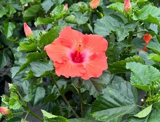 Hibiscus Flower 2024