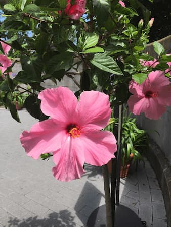 How to Grow Hibiscus Flower Plants.