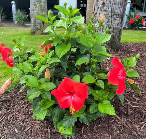 Red Hibiscus Flower Plant