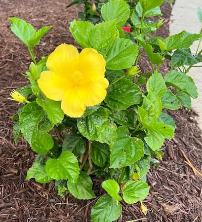 Yellow Hibiscus Flower Bush Free to use hibiscus pictures
