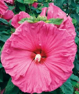 How to Grow Hibiscus Flowers Bush