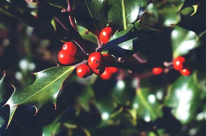 How to Grow Holly Shrub, a symbol of Christmas