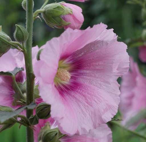 How to grow perennial Hollyhock Flowers from seeds.