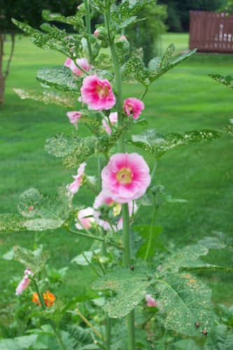 How to grow Hollyhock flower plant