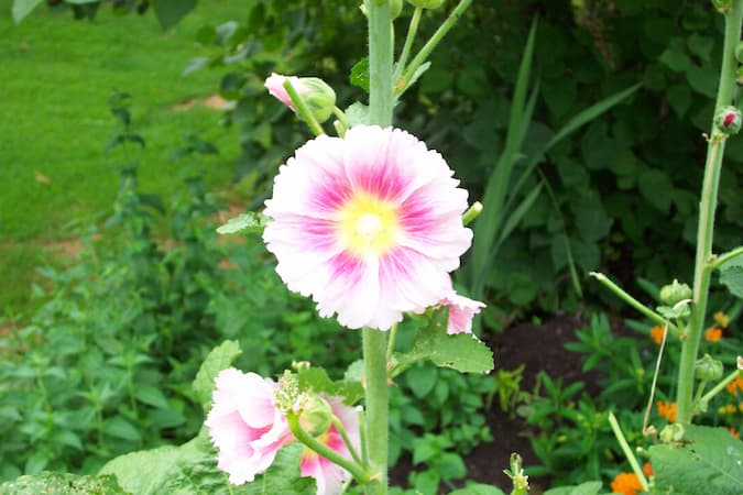 Hollyhock Plant