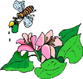Honeybees