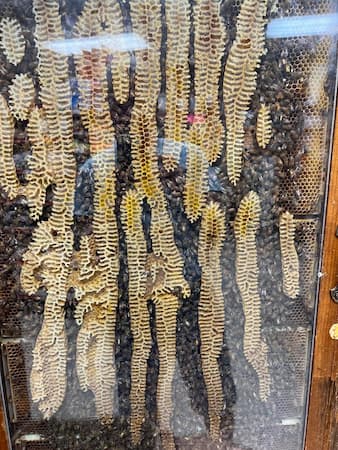 Honeybee Hive, Pollinators