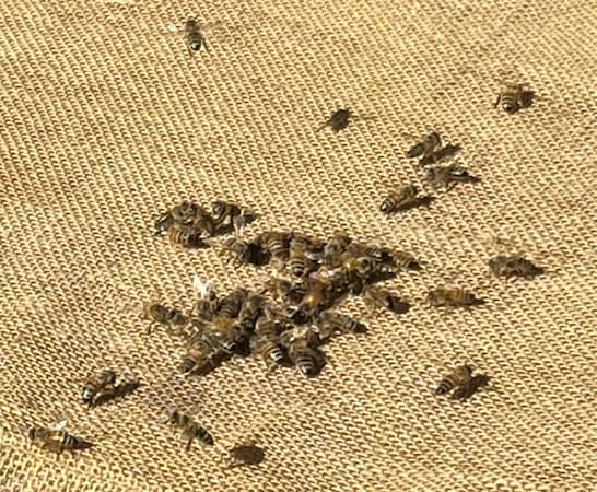 Honeybees. Beneficial Insects, Organic insect control