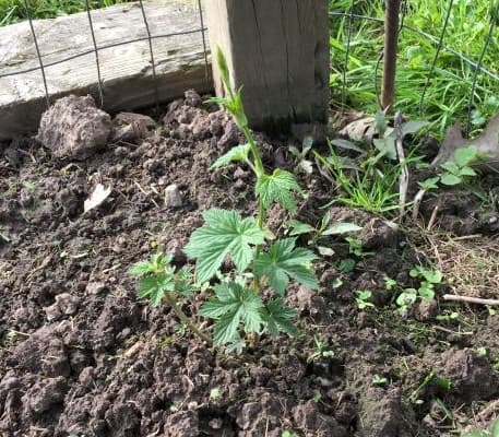 Hops Plants 05-27-2019
