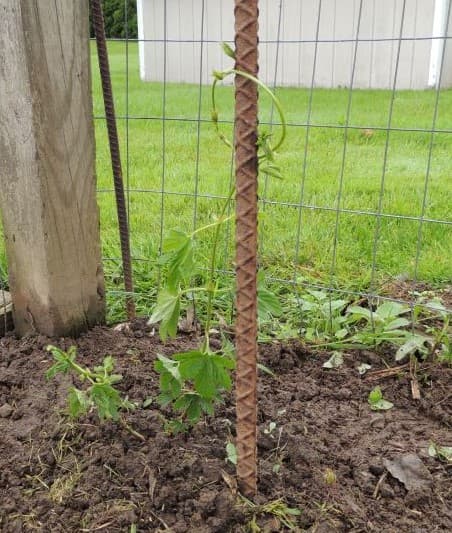 Hops Plants 06-06-2019