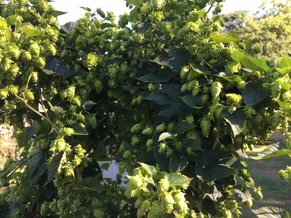 Growing Hops Bines