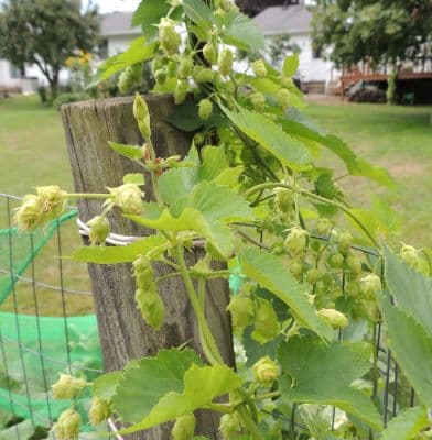 Hops Cones 08-10-19