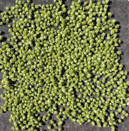 Hops Cones 1