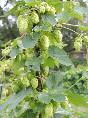 Hops Cones Ripe