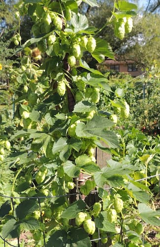 Hops Cones