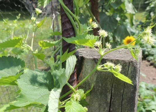 Hops Flower 07-27-2019