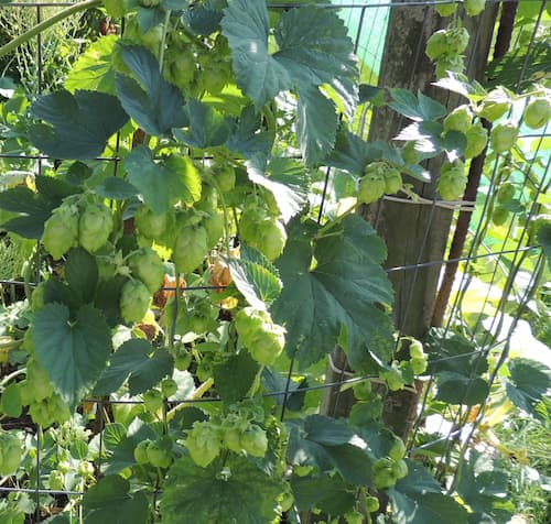 Hops Plants