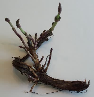 Hops Rhizomes Roots