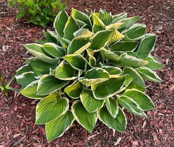 Hosta Plant