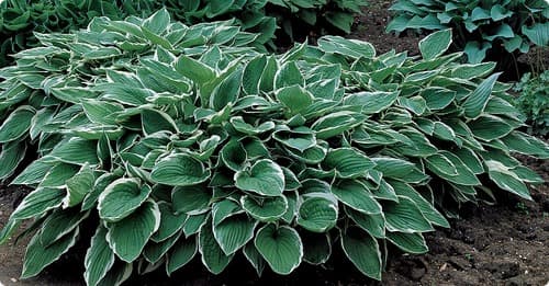 Hosta Flower Plant