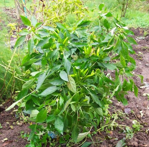 Varieties of Hot Peppers