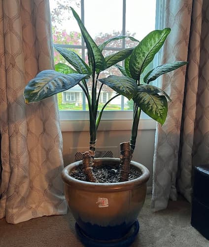 How to Grow Indoor Plants., Houseplant Winter Gardening