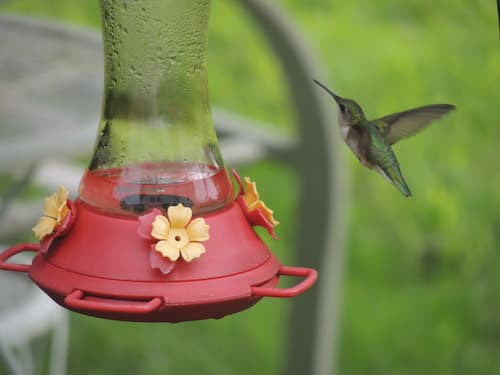 Hummingbird 02