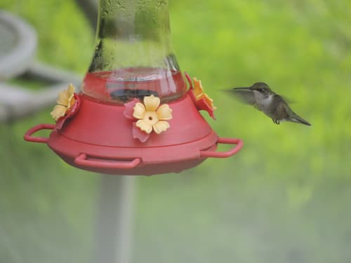 Hummingbird at Feeder 01