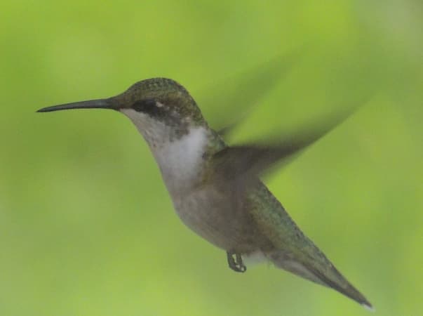 Hummingbird 2021 How to grow perennial hummingbird plant
