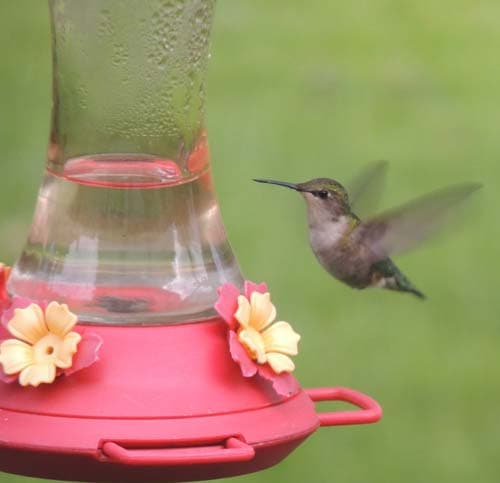 Hummingbird