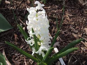 Hyacinthus Flower Bulbs