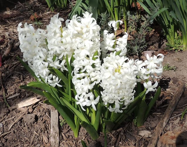 Hyacinth Flowers