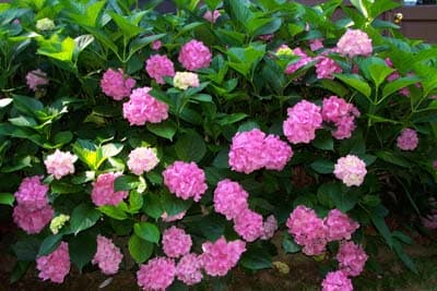 Hydrangea Flowers