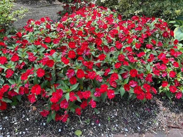 Impatiens Perennial Flowers, 2023