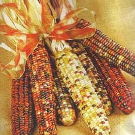 Ornamental Corn