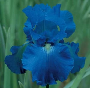 Iris Flower Blue