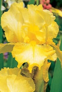 Iris Flower Yellow